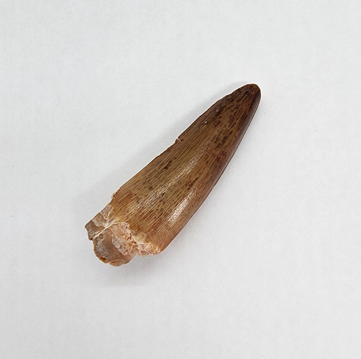 Spinosaurus Tooth | Cretaceous | Kem Kem Beds, Morocco