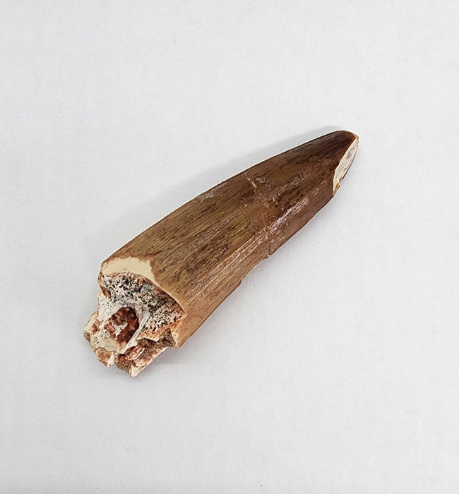 Spinosaurus Tooth | Cretaceous | Kem Kem Beds, Morocco