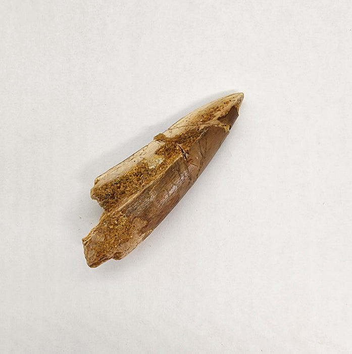 Spinosaurus Tooth | Cretaceous | Kem Kem Beds, Morocco