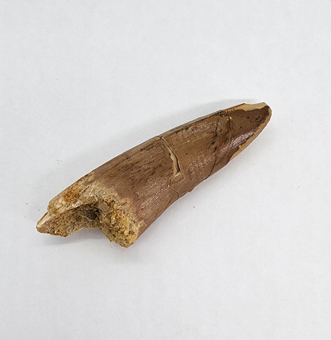 Spinosaurus Tooth | Cretaceous | Kem Kem Beds, Morocco