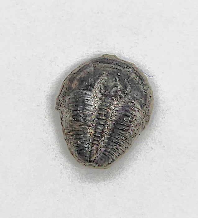 Tiny Elrathia kingii Trilobite | Utah