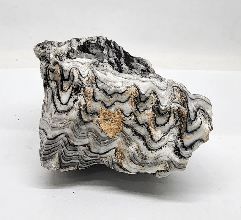 Banded Zebra Calcite | Mexico