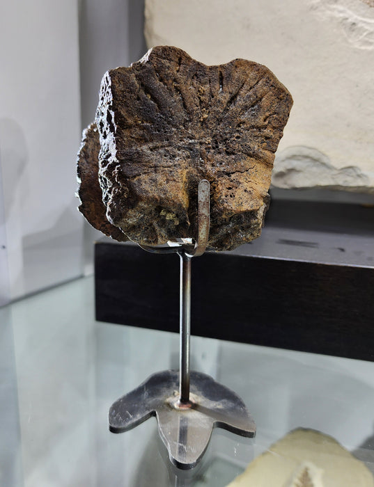 Hadrosaur Caudal (Tail) Vertebra on Stand | Montana