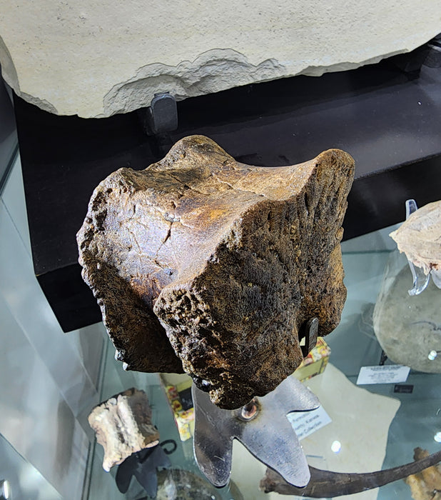 Hadrosaur Caudal (Tail) Vertebra on Stand | Judith River Formation | Montana