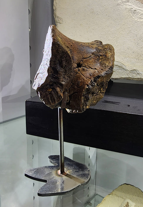 Hadrosaur Caudal (Tail) Vertebra on Stand | Judith River Formation | Montana