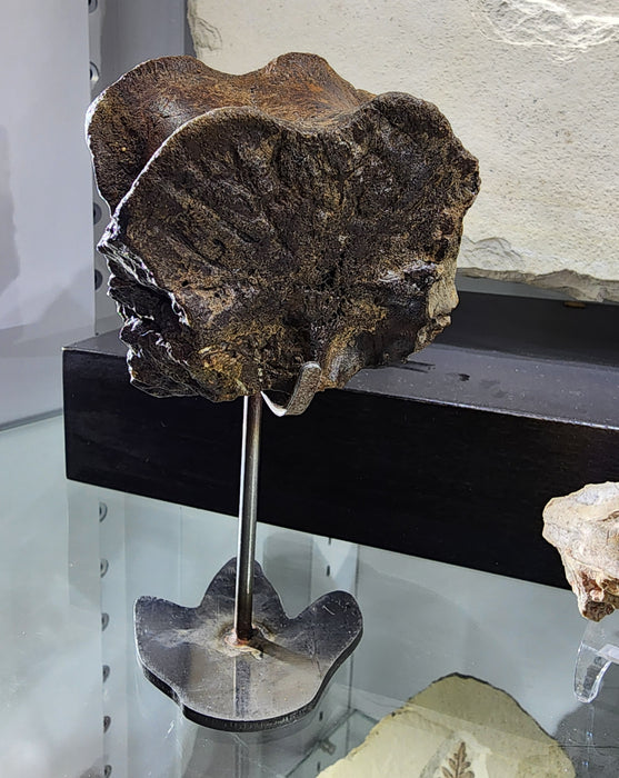 Hadrosaur Caudal (Tail) Vertebra on Stand | Montana