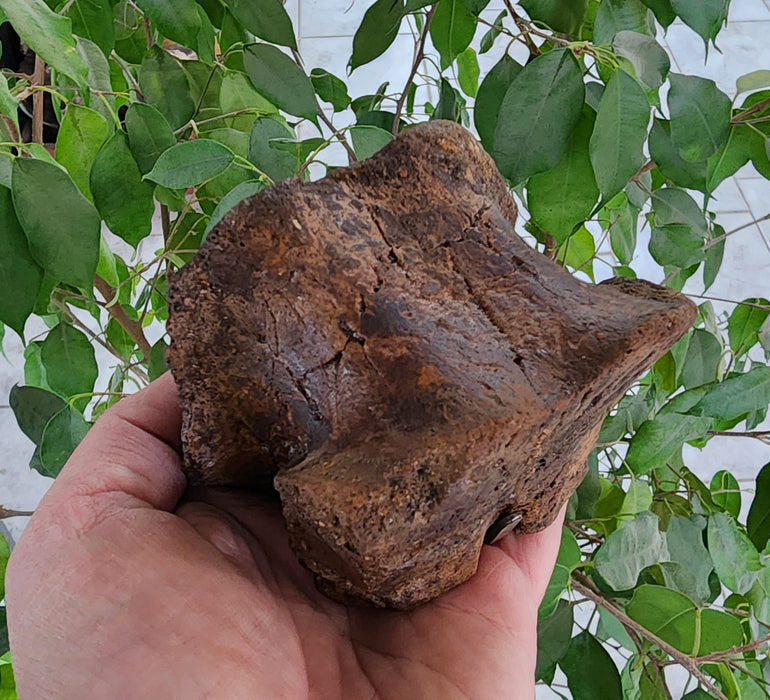 Hadrosaur Caudal (Tail) Vertebra on Stand | Judith River Formation | Montana