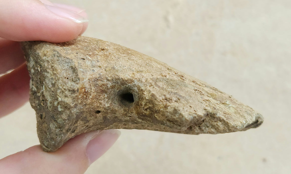 Hadrosaur Ungual (Foot Claw) Bone | Judith River Formation | Montana