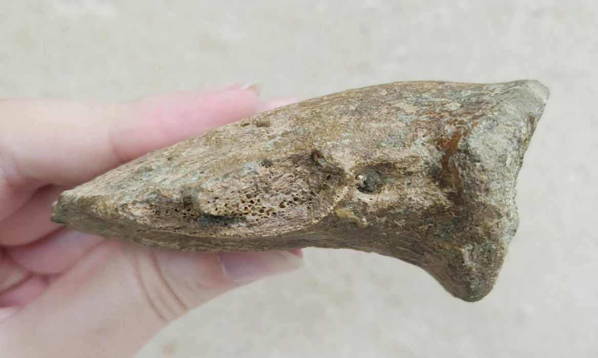 Hadrosaur Ungual (Foot Claw) Bone | Judith River Formation | Montana