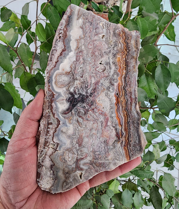 Crazy Lace Agate Unpolished Slab | Mexico