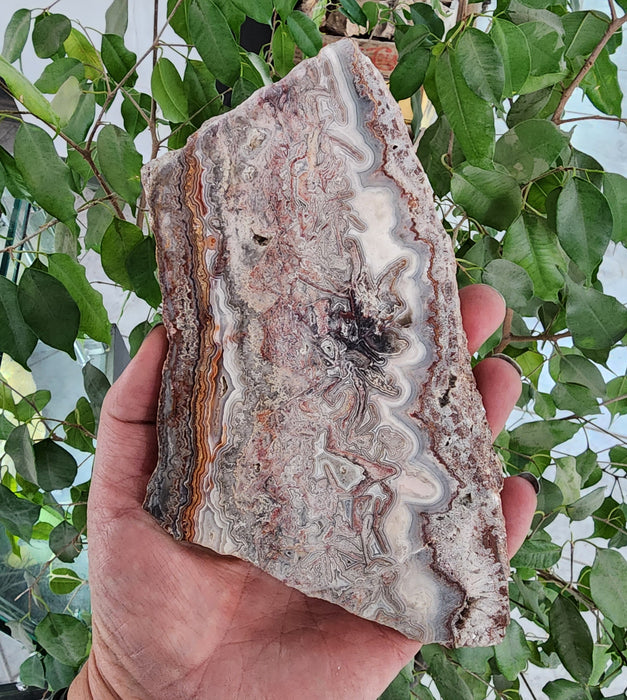 Crazy Lace Agate Unpolished Slab | Mexico