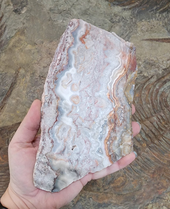 Crazy Lace Agate Unpolished Slab | Mexico