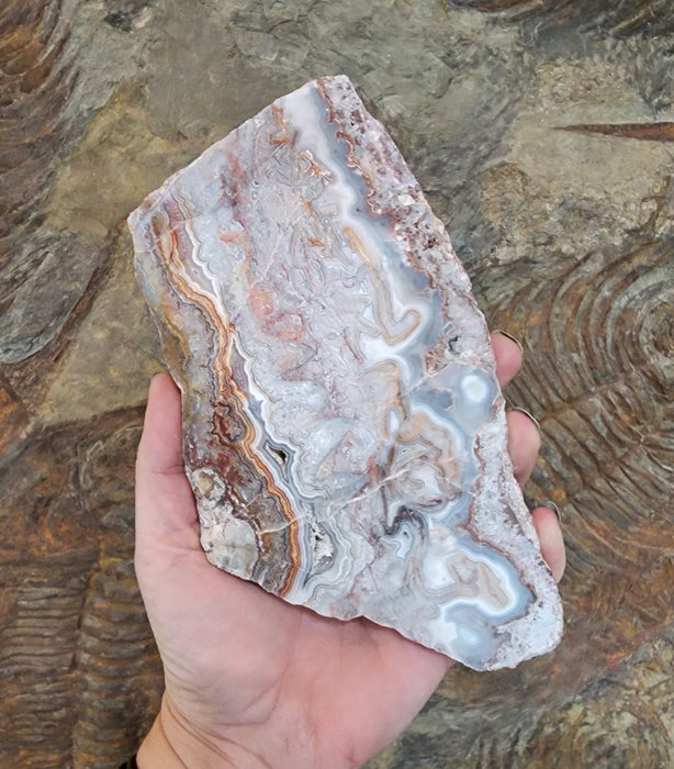 Crazy Lace Agate Unpolished Slab | Mexico