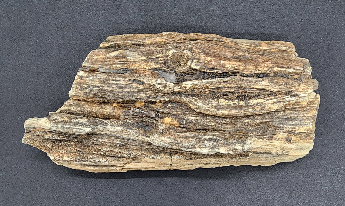 Eocene Petrified Hardwood | Eden Valley, WY