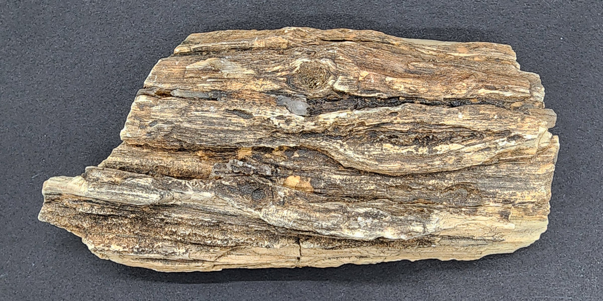 Eocene Petrified Hardwood | Eden Valley, WY 8733773922526