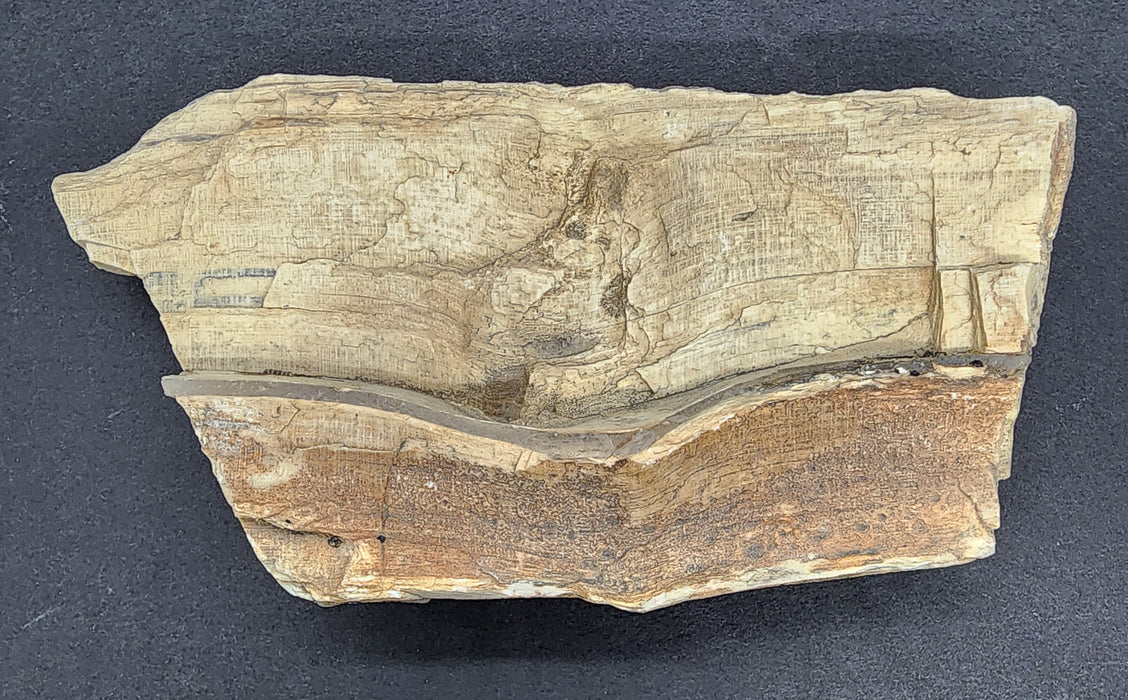 Eocene Petrified Hardwood | Eden Valley, WY