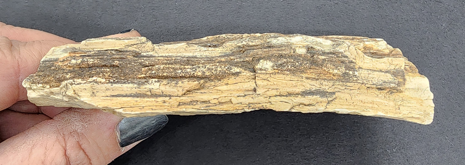 Eocene Petrified Hardwood | Eden Valley, WY