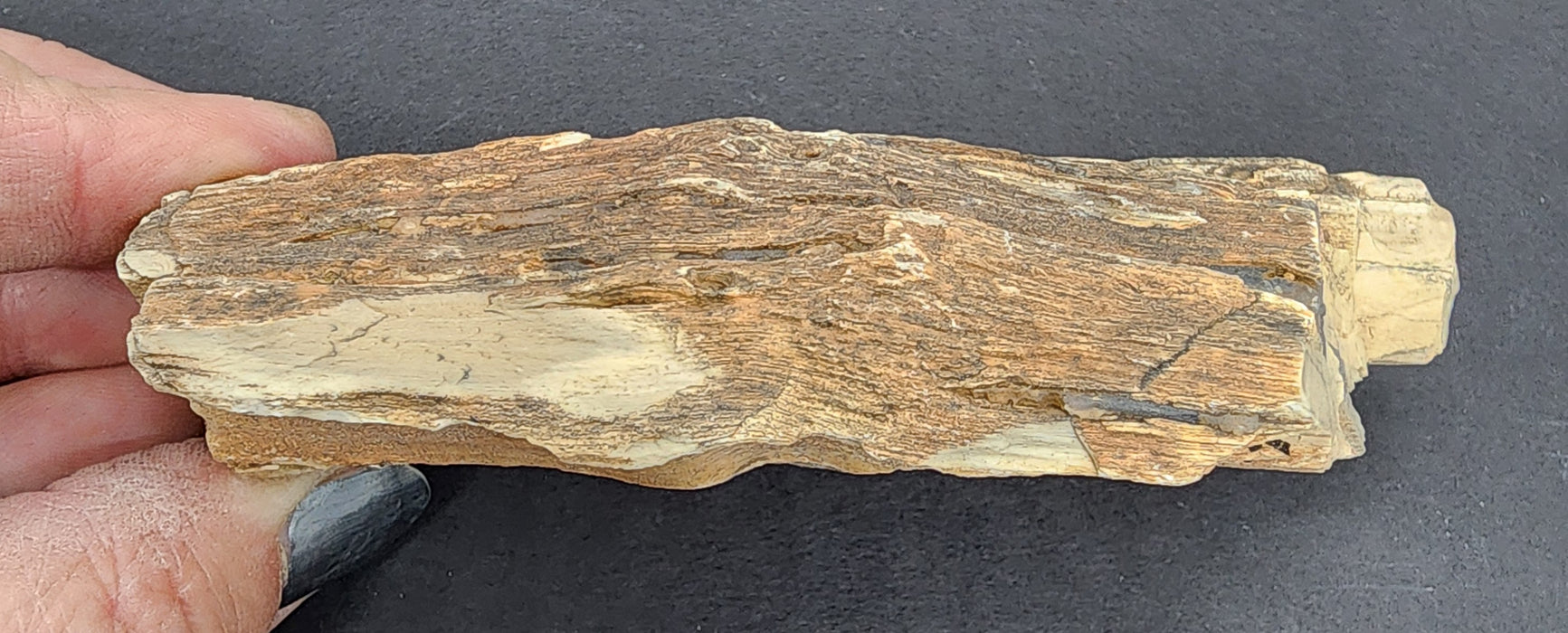 Eocene Petrified Hardwood | Eden Valley, WY