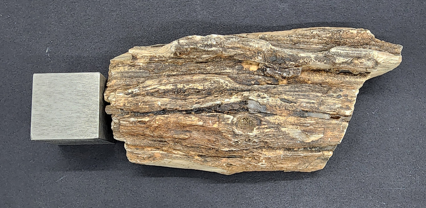 Eocene Petrified Hardwood | Eden Valley, WY