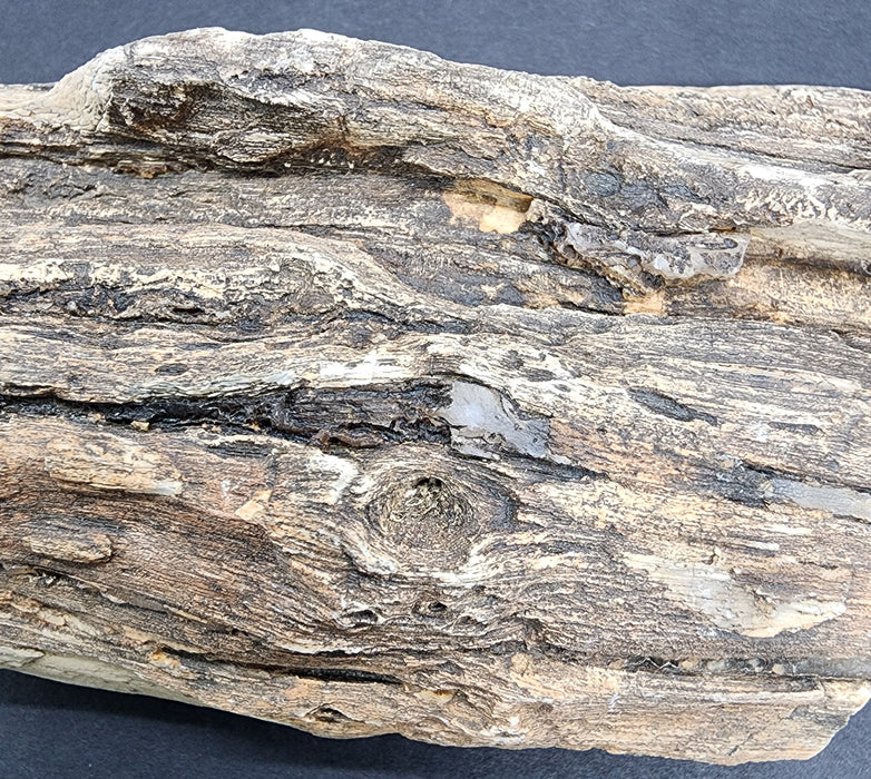 Eocene Petrified Hardwood | Eden Valley, WY