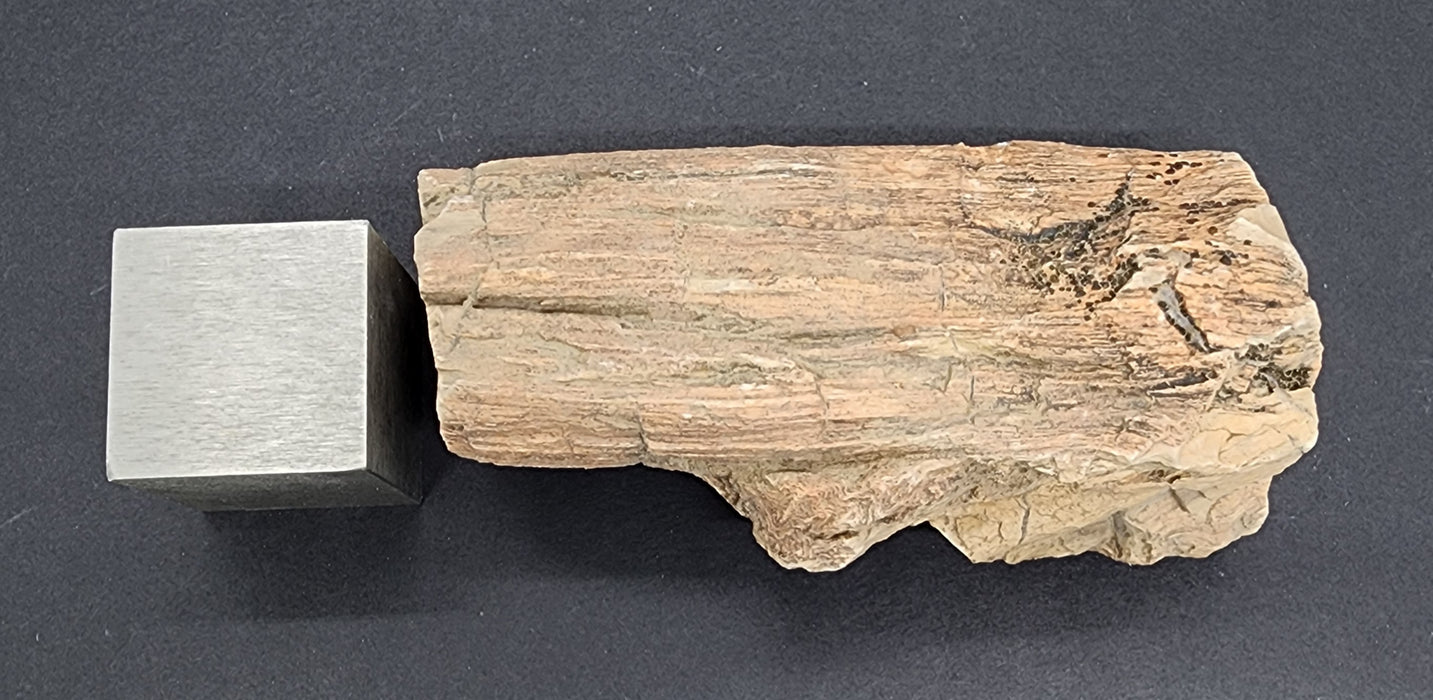 Eocene Petrified Hardwood | Eden Valley, WY