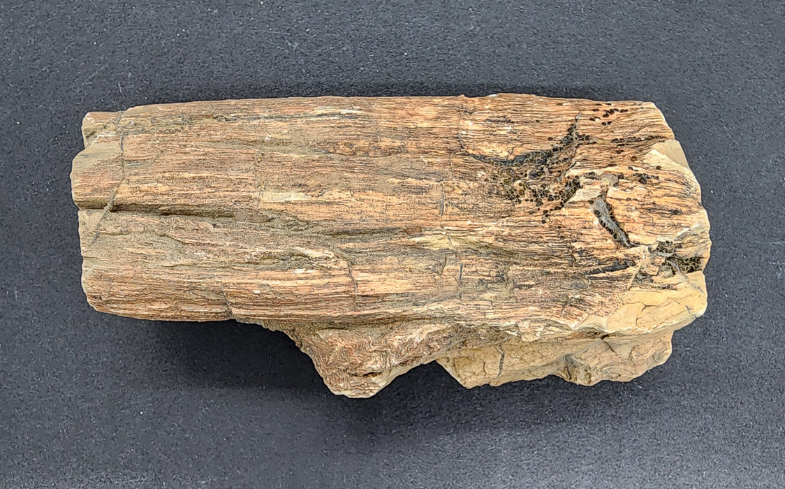 Eocene Petrified Hardwood | Eden Valley, WY