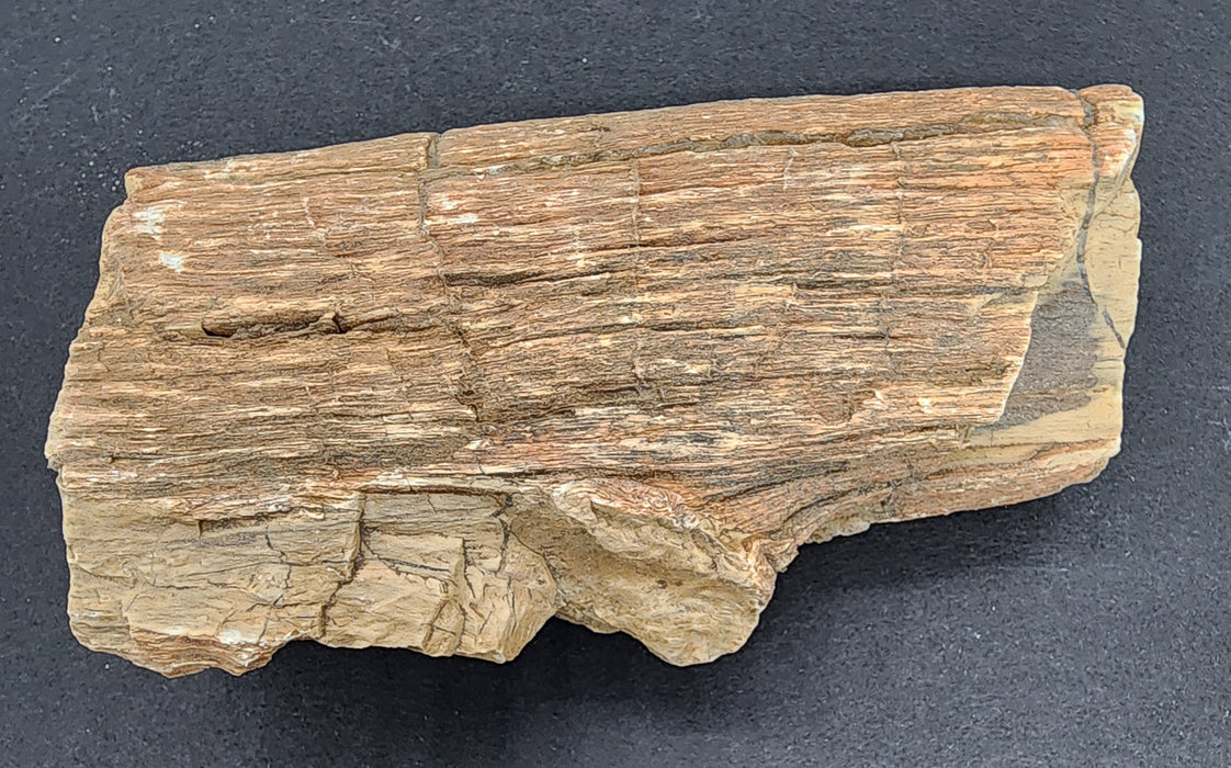 Eocene Petrified Hardwood | Eden Valley, WY