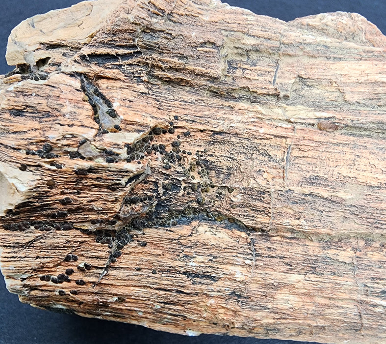 Eocene Petrified Hardwood | Eden Valley, WY