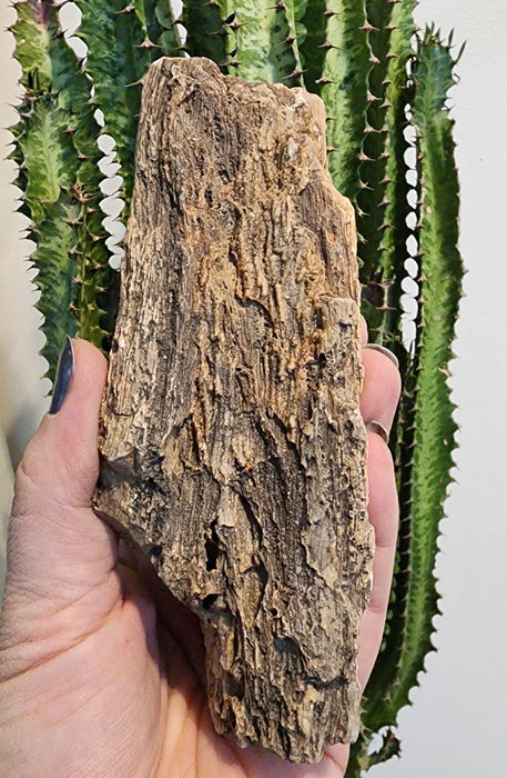 Eocene Petrified Hardwood | Eden Valley, WY