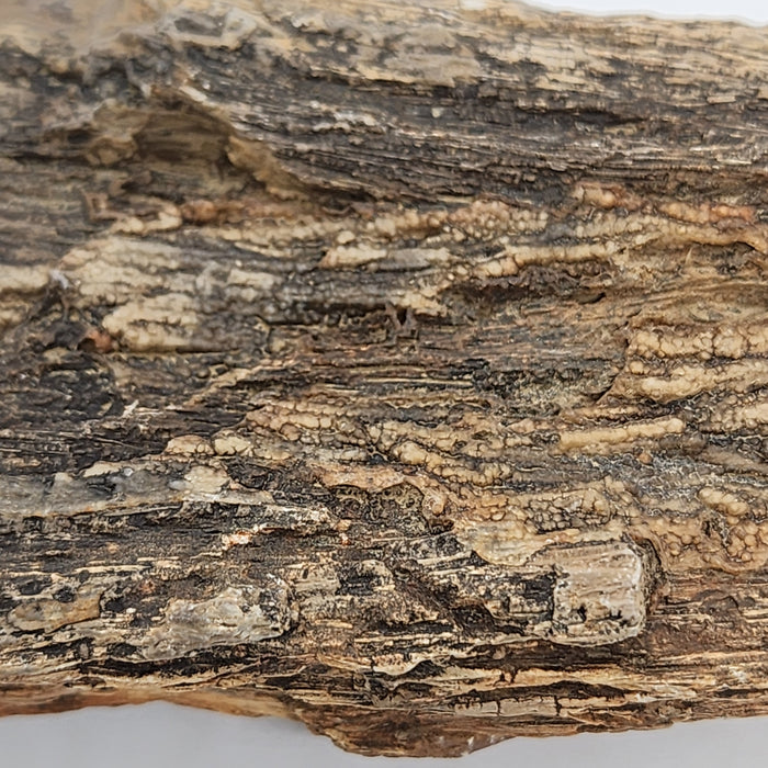 Eocene Petrified Hardwood | Eden Valley, WY