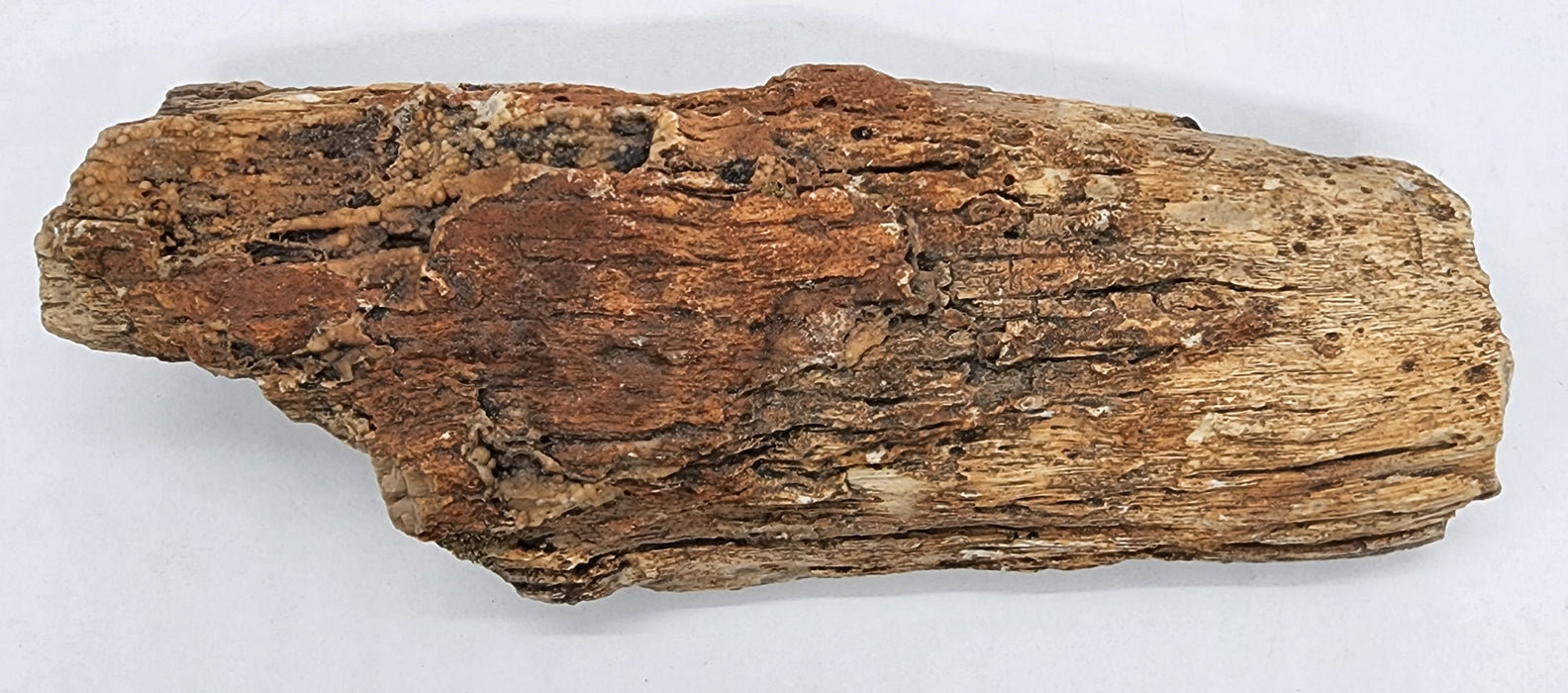 Eocene Petrified Hardwood | Eden Valley, WY