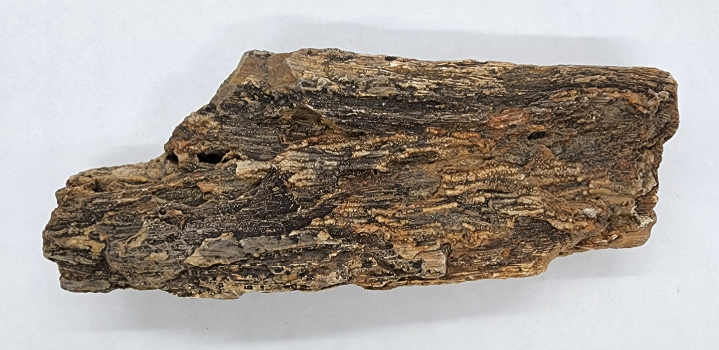 Eocene Petrified Hardwood | Eden Valley, WY