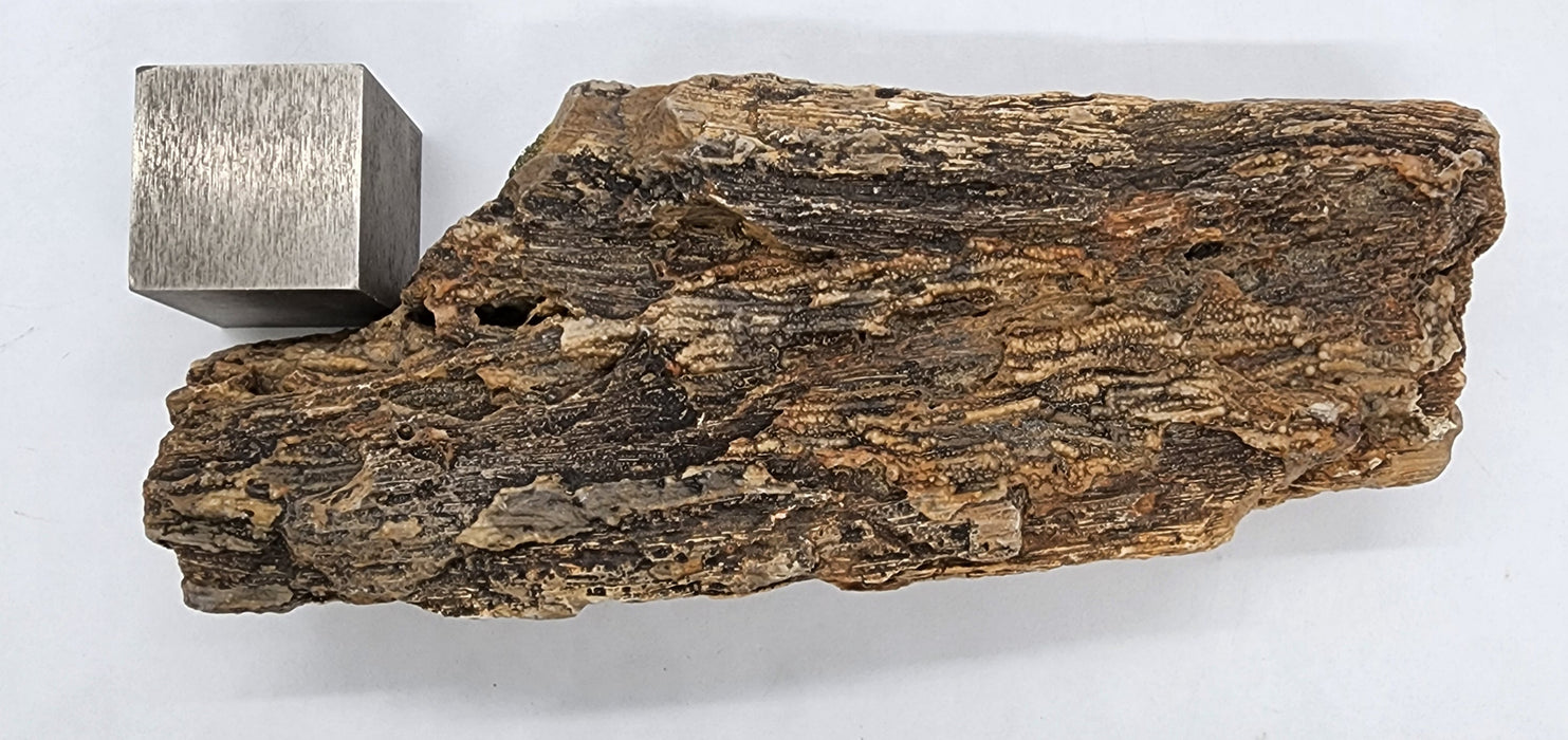 Eocene Petrified Hardwood | Eden Valley, WY