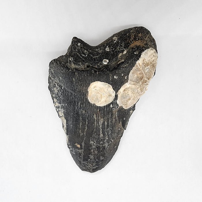 5.75" Raw, Uncleaned Partial Megalodon Tooth with Barnacles