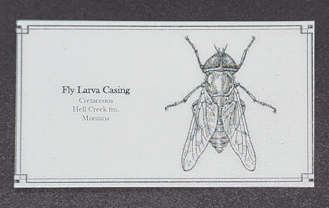 Fly Larvae Casing | Montana