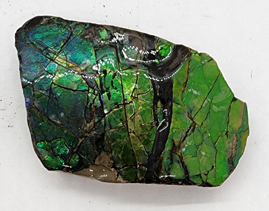 Ammolite Free Form Gem Specimen | Canada