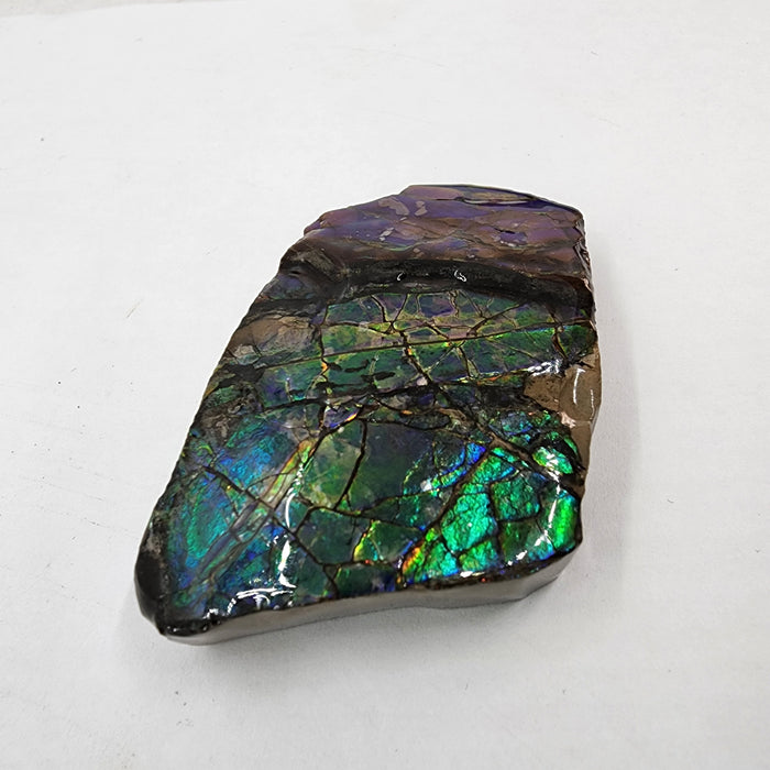 Ammolite Free Form Gem Specimen | Canada