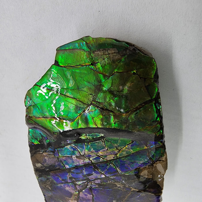 Ammolite Free Form Gem Specimen | Canada