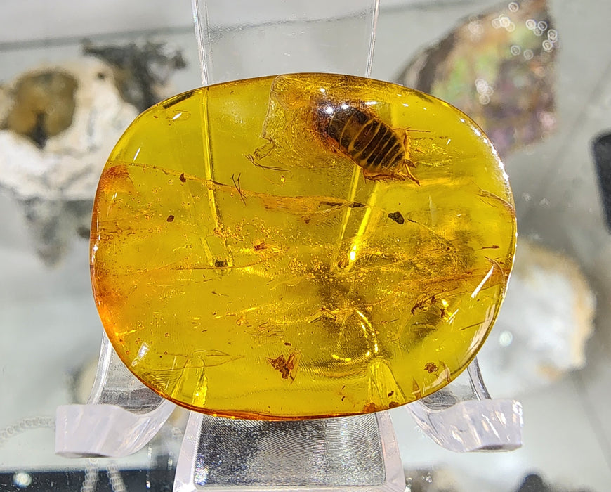 Rare Burmese Amber Roach