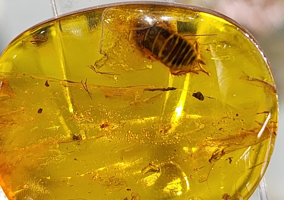 Rare Burmese Amber Roach