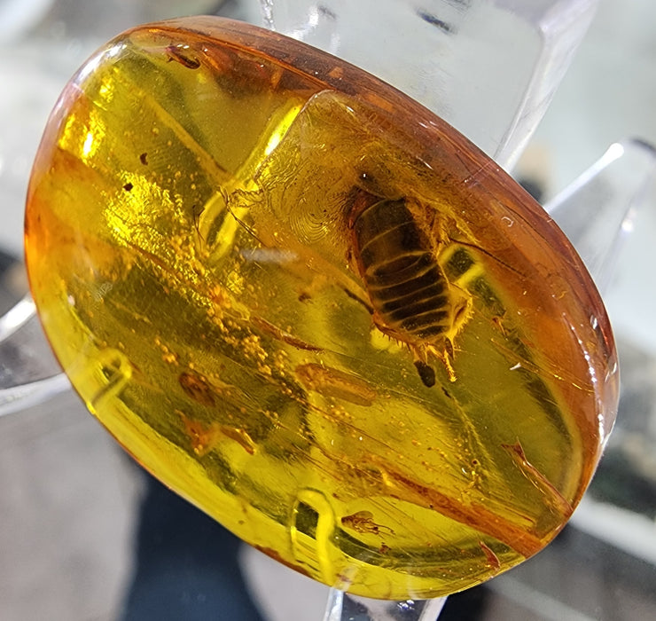 Rare Burmese Amber Roach