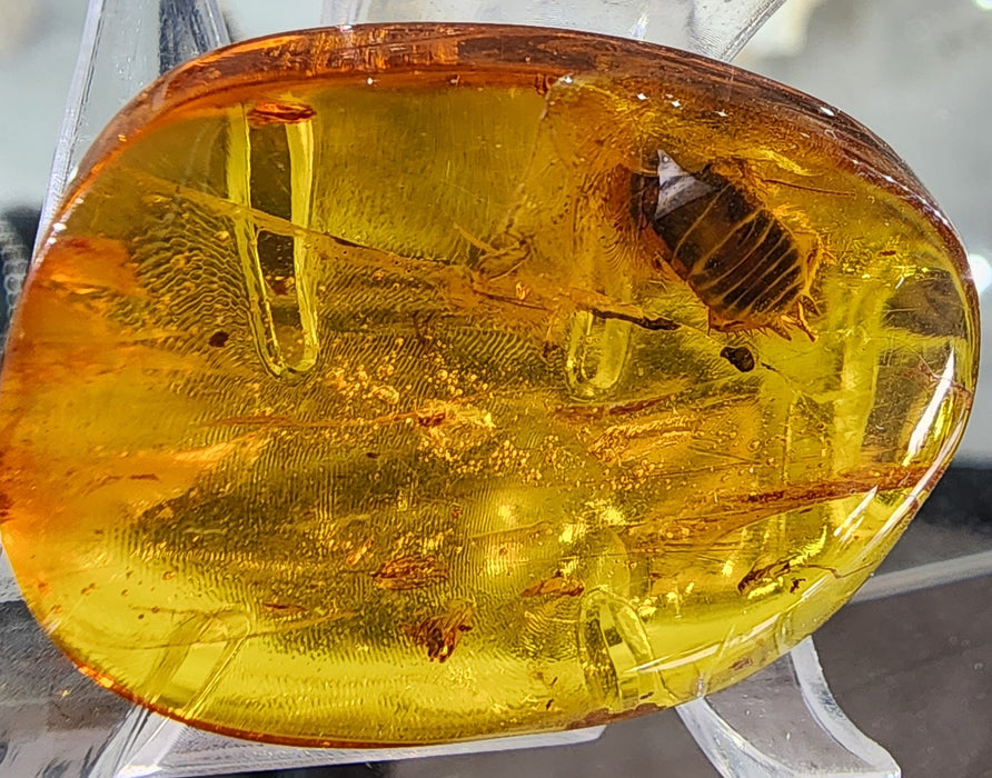 Rare Burmese Amber Roach