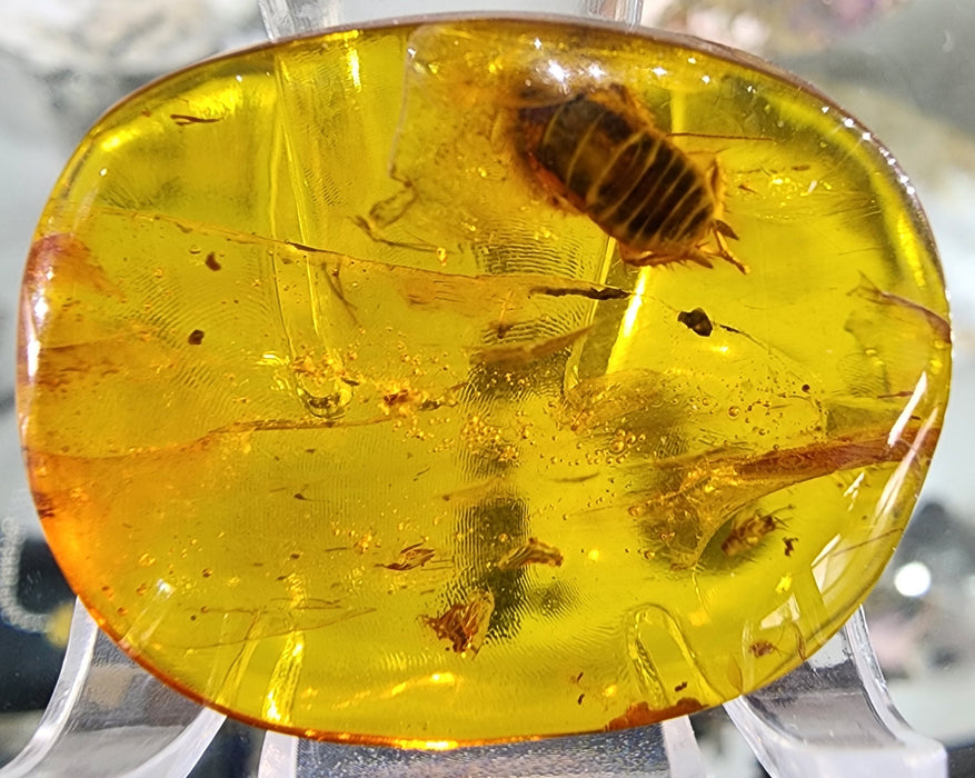 Rare Burmese Amber Roach