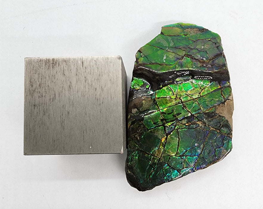 Ammolite Free Form Gem Specimen | Canada