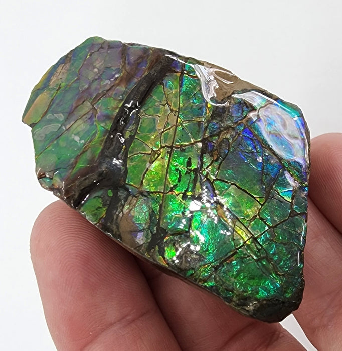 Ammolite Free Form Gem Specimen | Canada