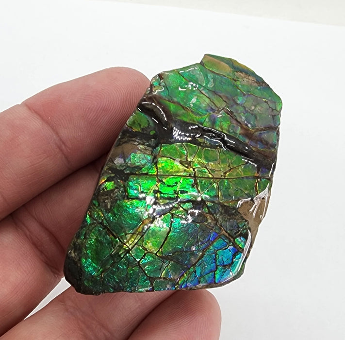 Ammolite Free Form Gem Specimen | Canada