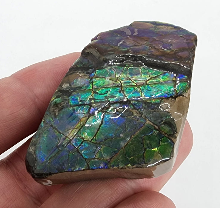 Ammolite Free Form Gem Specimen | Canada