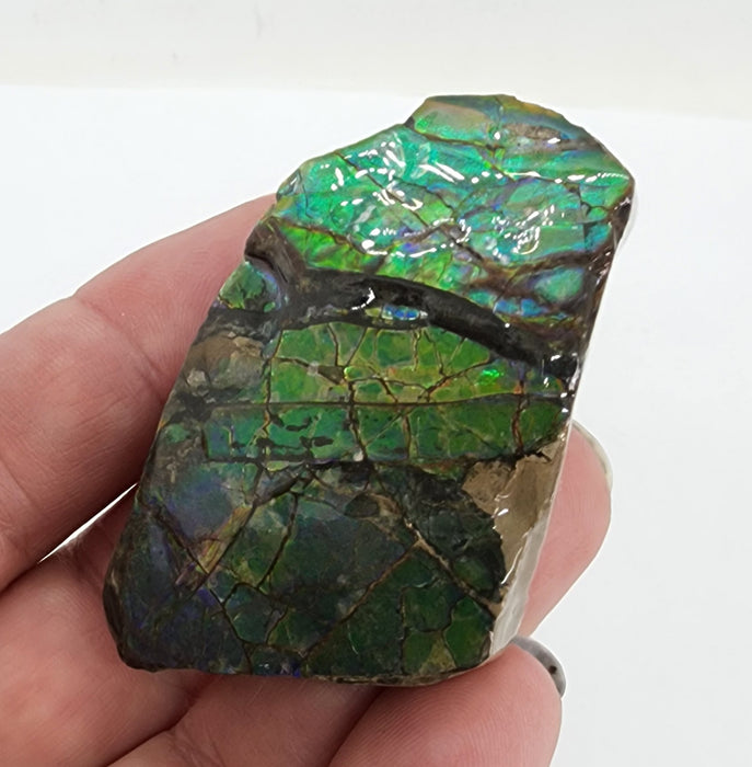 Ammolite Free Form Gem Specimen | Canada