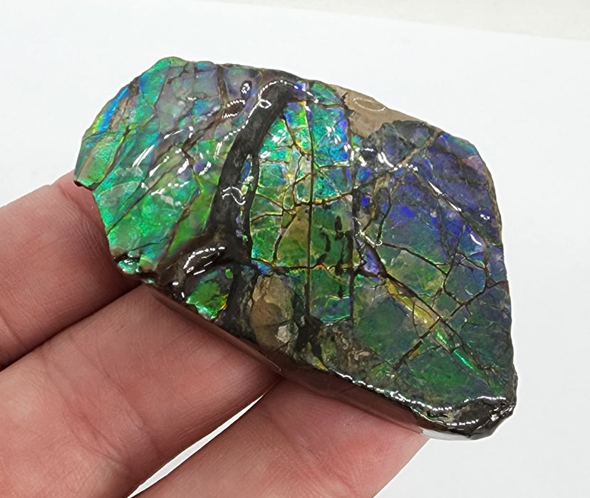 Ammolite Free Form Gem Specimen | Canada