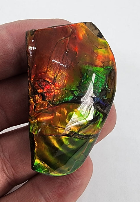 Ammolite Free Form Gem Specimen | Canada